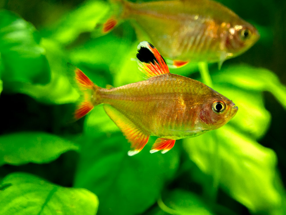 HY511 Candy Cane Tetra (Hyphessobrycon sp.) - Tank-Bred!