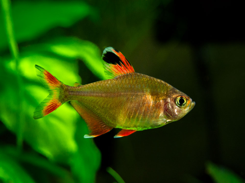 HY511 Candy Cane Tetra (Hyphessobrycon sp.) - Tank-Bred!