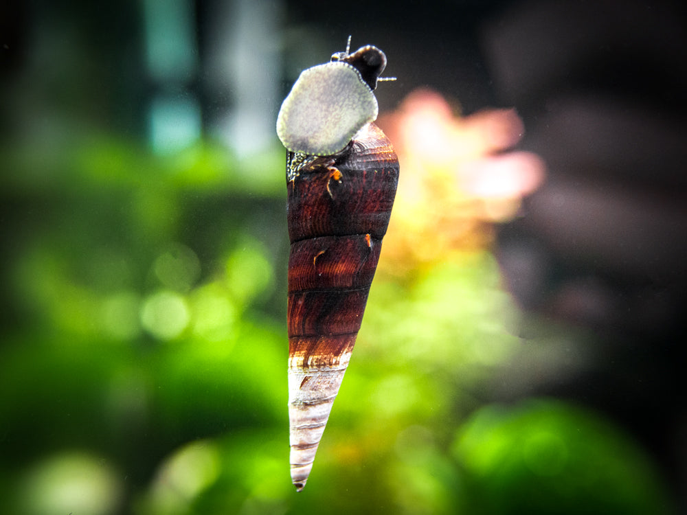 Cappuccino Spike Snail (Faunus ater)