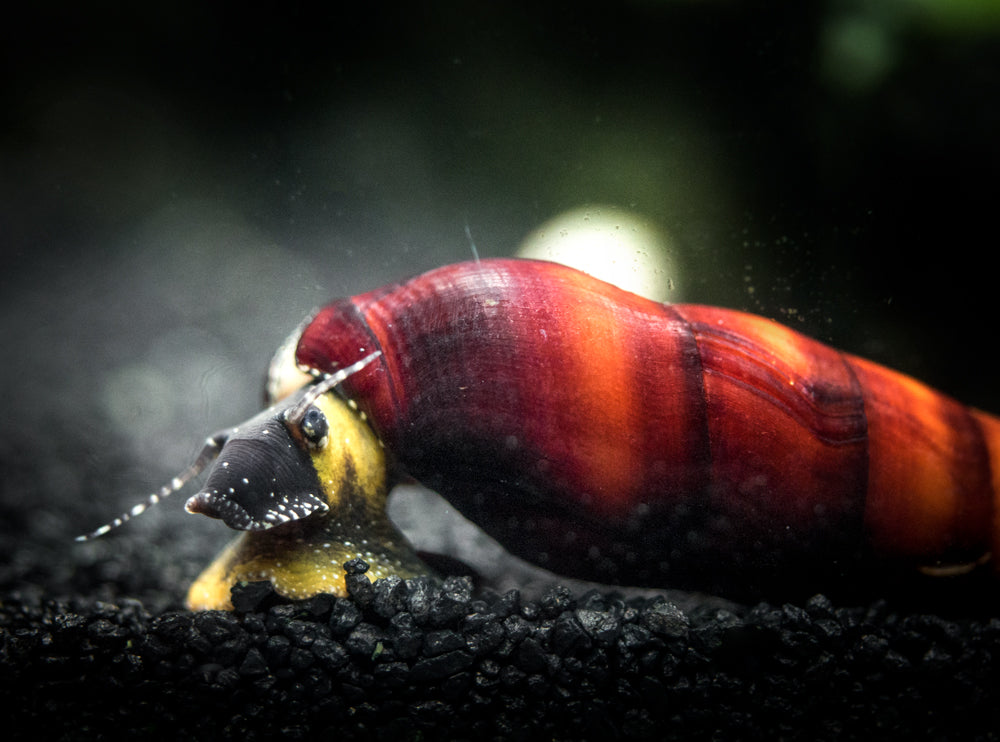 Freshwater Snails | Next-Day US Delivery | 100% Live Arrival Guarantee ...