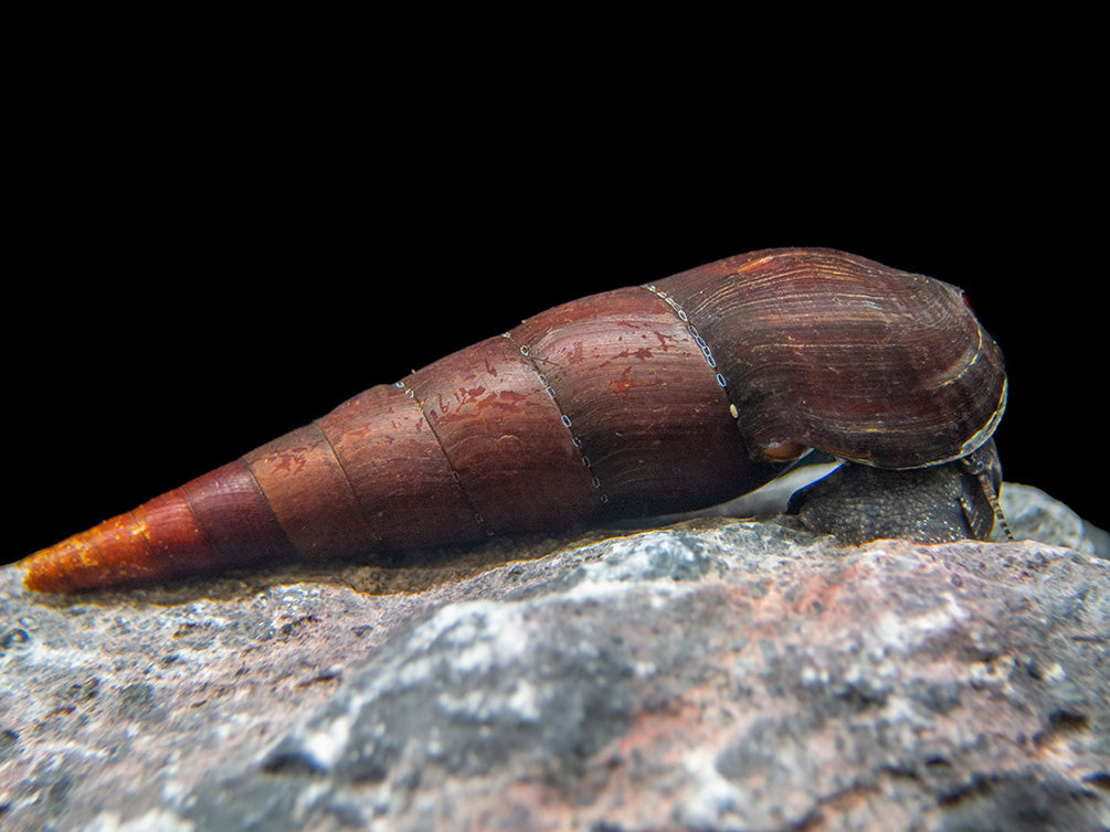 Cappuccino Spike Snail (Faunus ater)