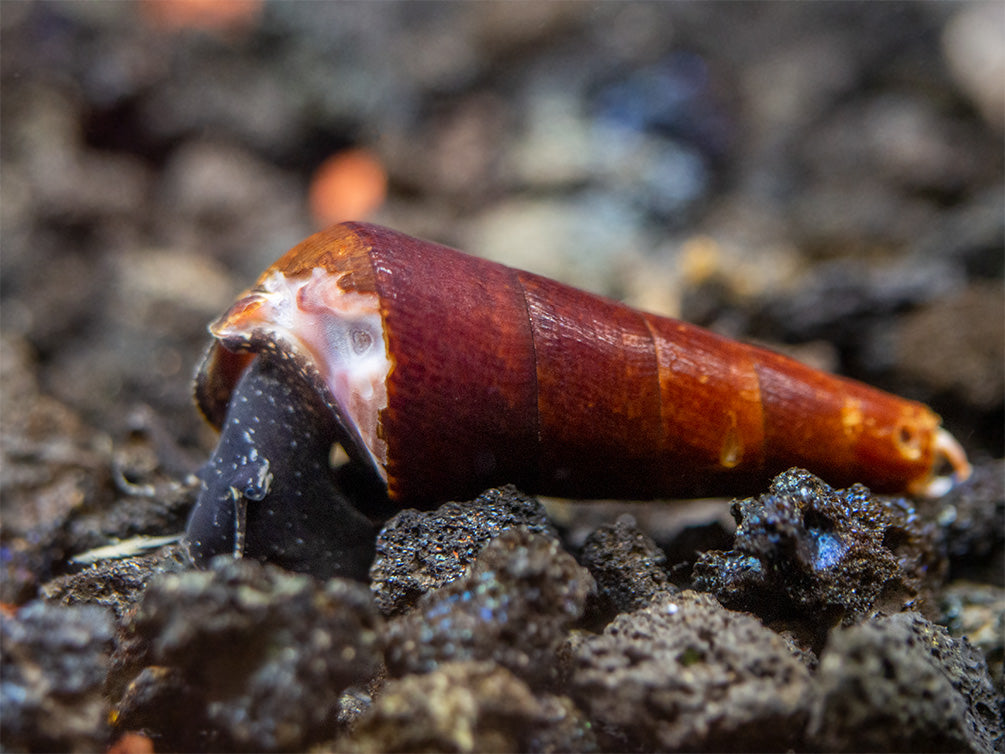 Cappuccino Spike Snail (Faunus ater)