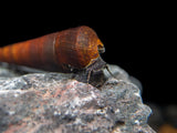 Cappuccino Spike Snail (Faunus ater)