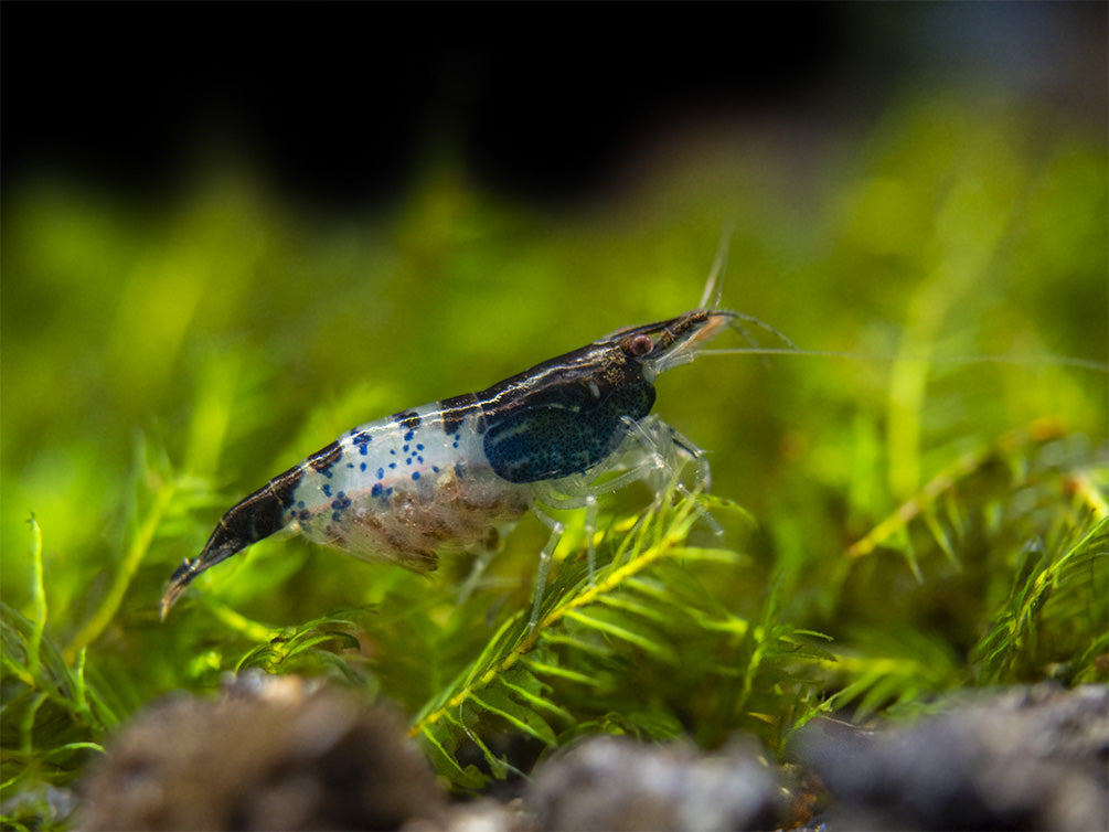 Carbon Rili Shrimp (Neocaridina davidi), Tank-Bred