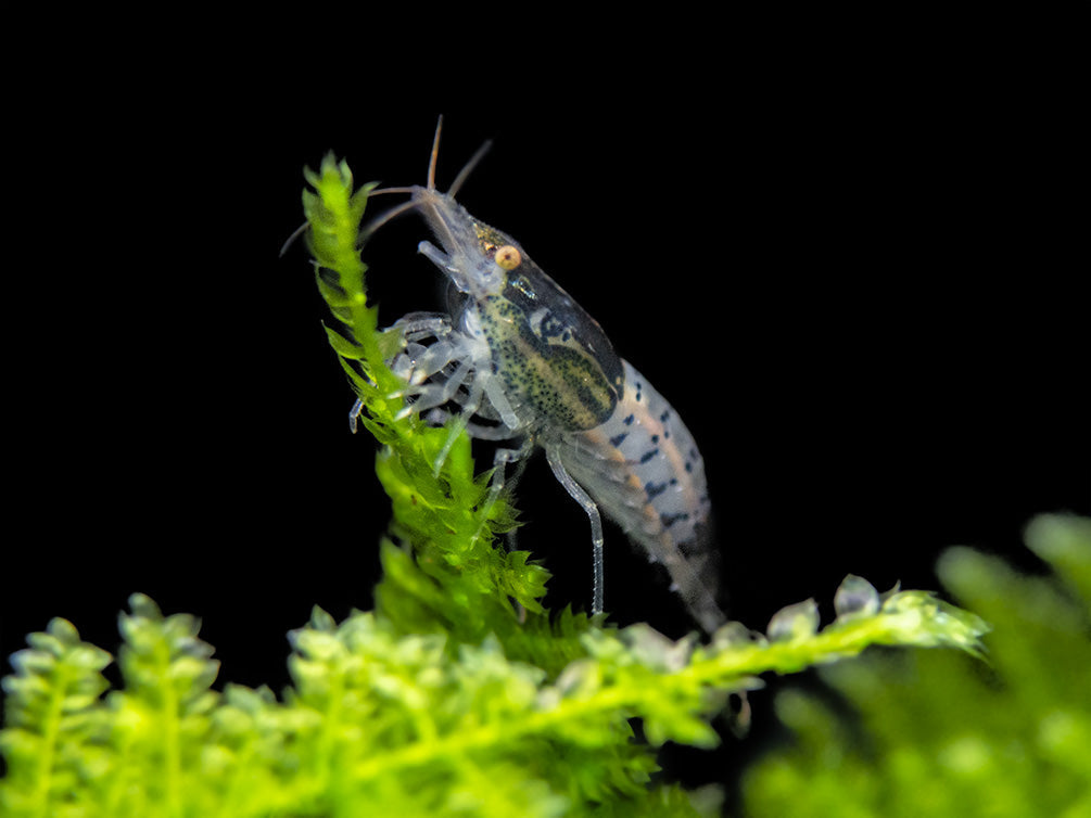 Carbon Rili Shrimp (Neocaridina davidi), Tank-Bred