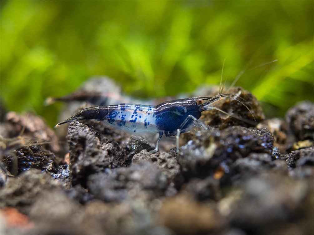 Carbon Rili Shrimp Breeder Combo Box