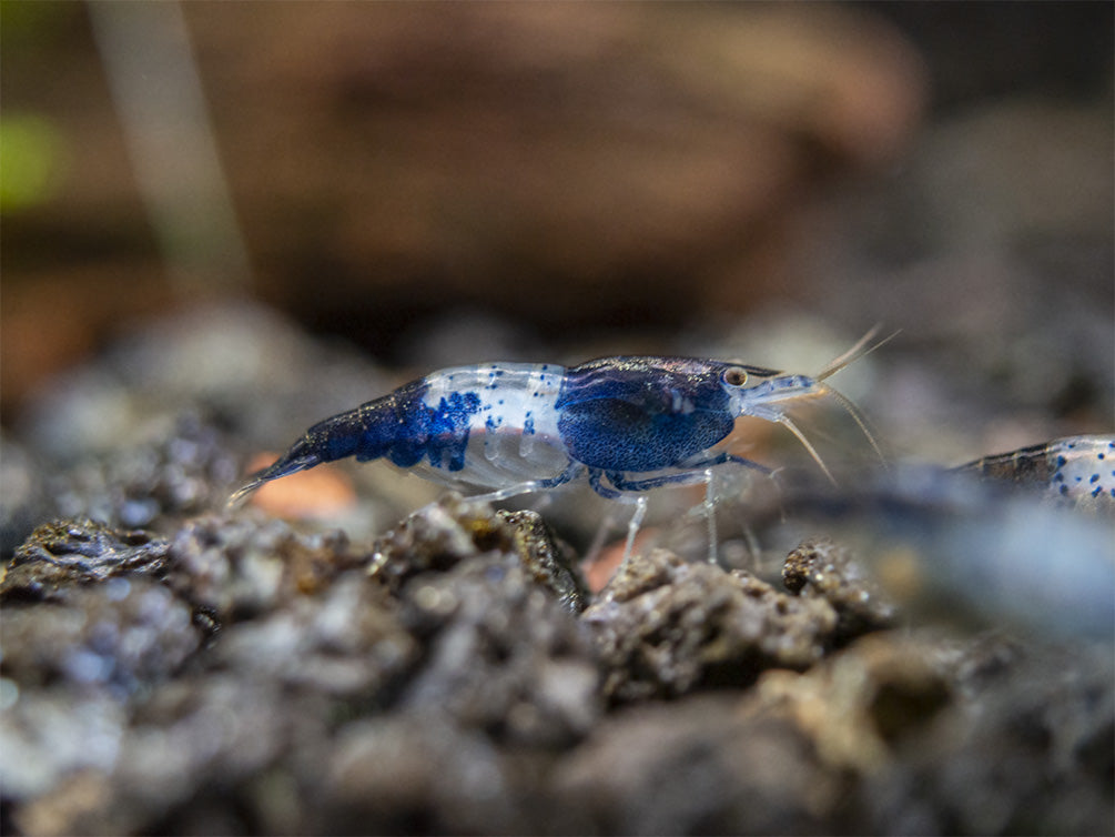 Carbon Rili Shrimp (Neocaridina davidi), Tank-Bred