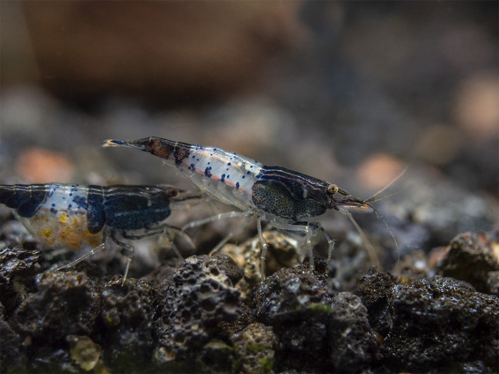 Carbon Rili Shrimp (Neocaridina davidi), Tank-Bred