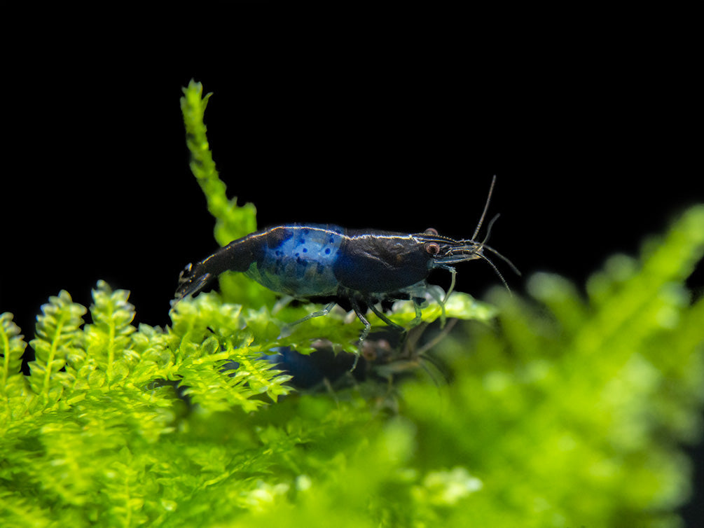 Carbon Rili Shrimp (Neocaridina davidi), Tank-Bred