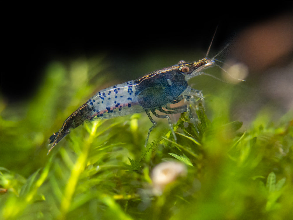 Carbon Rili Shrimp Breeder Combo Box