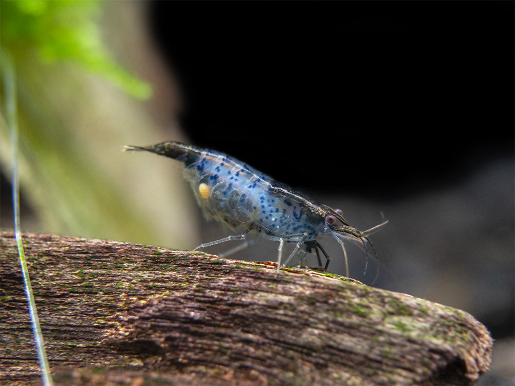 Carbon Rili Shrimp (Neocaridina davidi), Tank-Bred