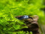 Carbon Rili Shrimp Breeder Combo Box