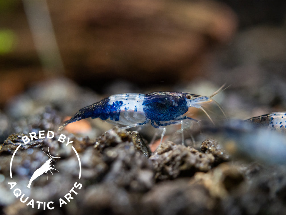 Carbon Rili Shrimp (Neocaridina davidi), BREDBY: Aquatic Arts