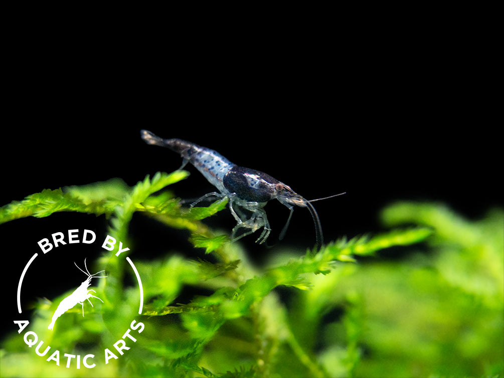 Carbon Rili Shrimp (Neocaridina davidi), BREDBY: Aquatic Arts