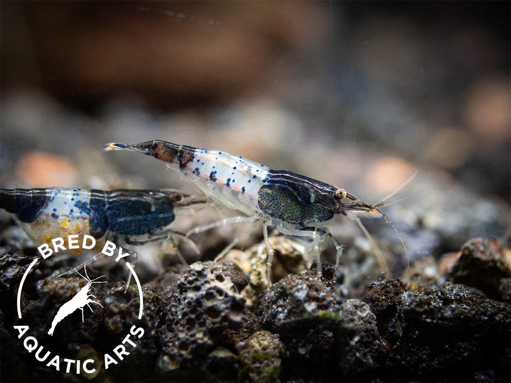 Carbon Rili Shrimp (Neocaridina davidi), BREDBY: Aquatic Arts