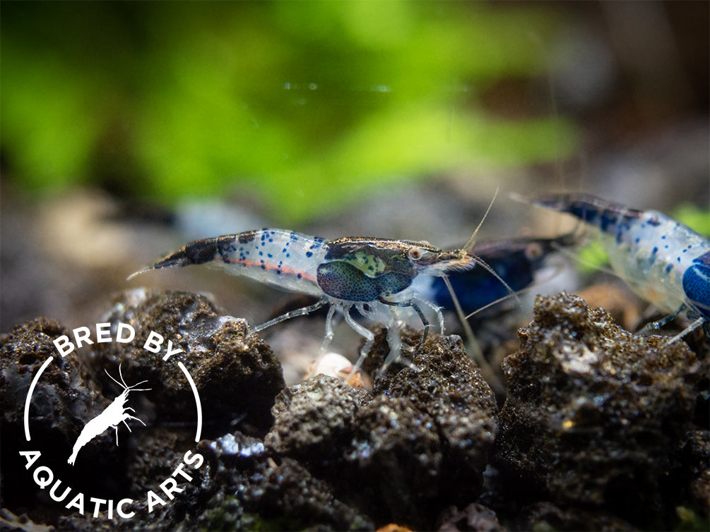 Carbon Rili Shrimp (Neocaridina davidi), BREDBY: Aquatic Arts