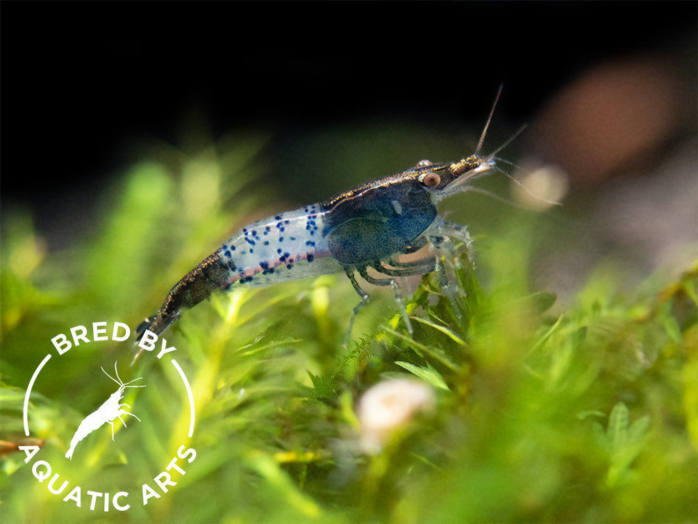 Carbon Rili Shrimp (Neocaridina davidi), BREDBY: Aquatic Arts