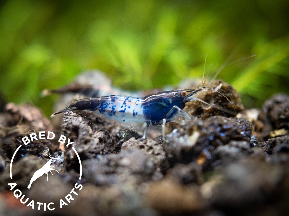 Carbon Rili Shrimp (Neocaridina davidi), BREDBY: Aquatic Arts