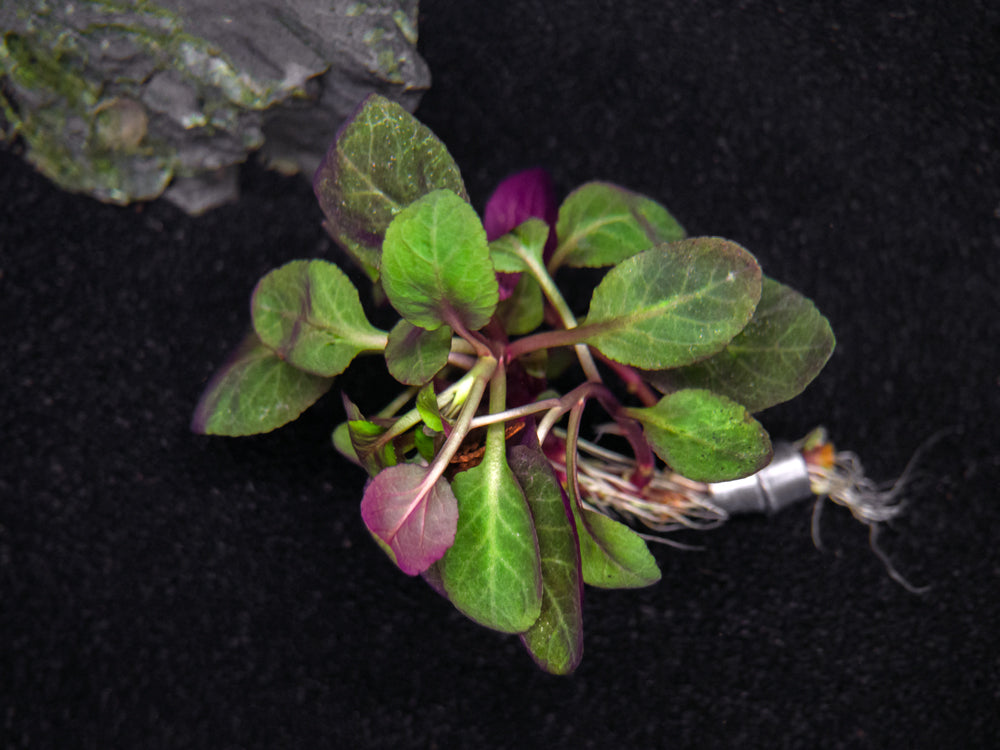 Cardinal Plant aka Cardinal Flower (Lobelia cardinalis) Tissue Culture