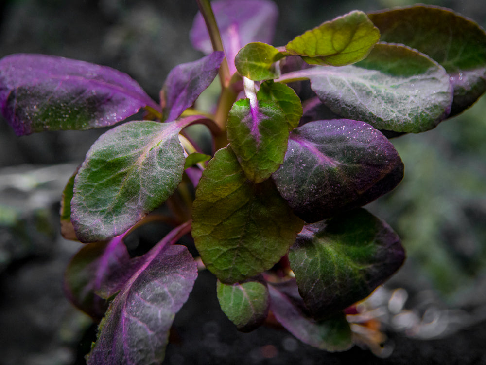 Plant Profile - Flame Moss — Buce Plant
