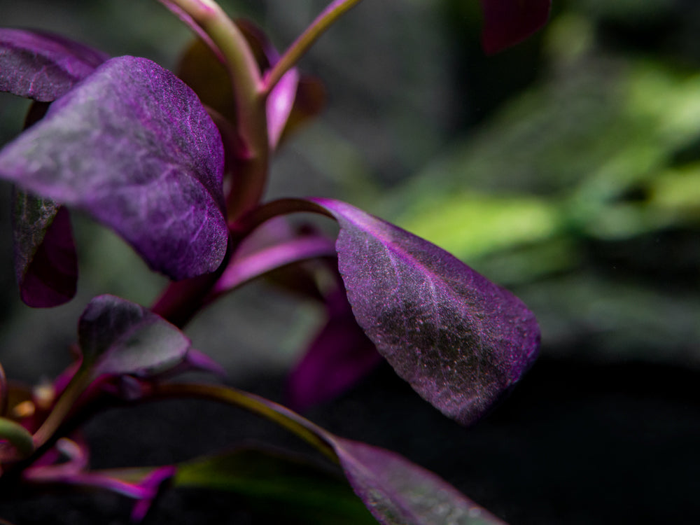 Cardinal Plant aka Cardinal Flower (Lobelia cardinalis) Tissue Culture