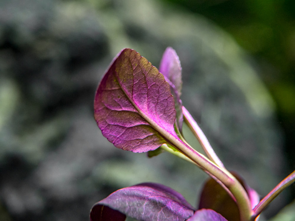 Cardinal Plant aka Cardinal Flower (Lobelia cardinalis) Tissue Culture