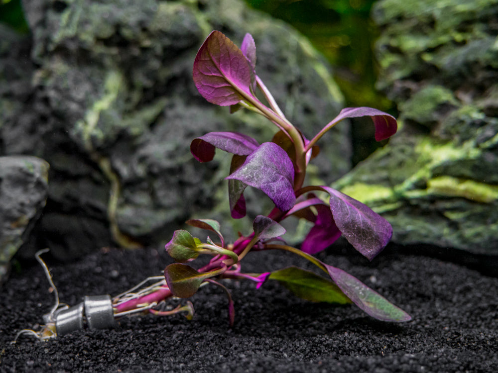 Cardinal Plant aka Cardinal Flower (Lobelia cardinalis) Tissue Culture