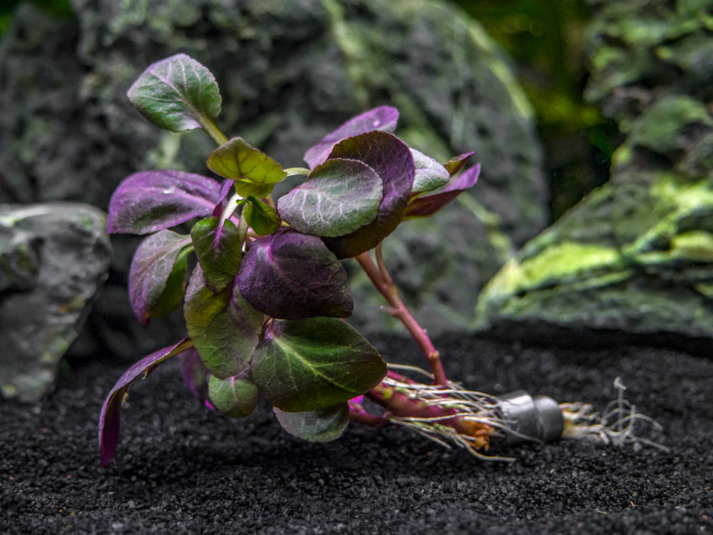 Cardinal Plant aka Cardinal Flower (Lobelia cardinalis) Tissue Culture