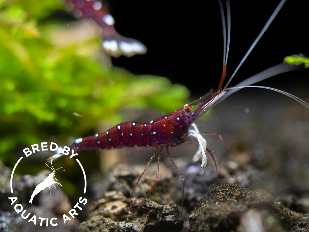 Cardinal Sulawesi Shrimp (Caridina dennerli), BREDBY: AQUATIC ARTS