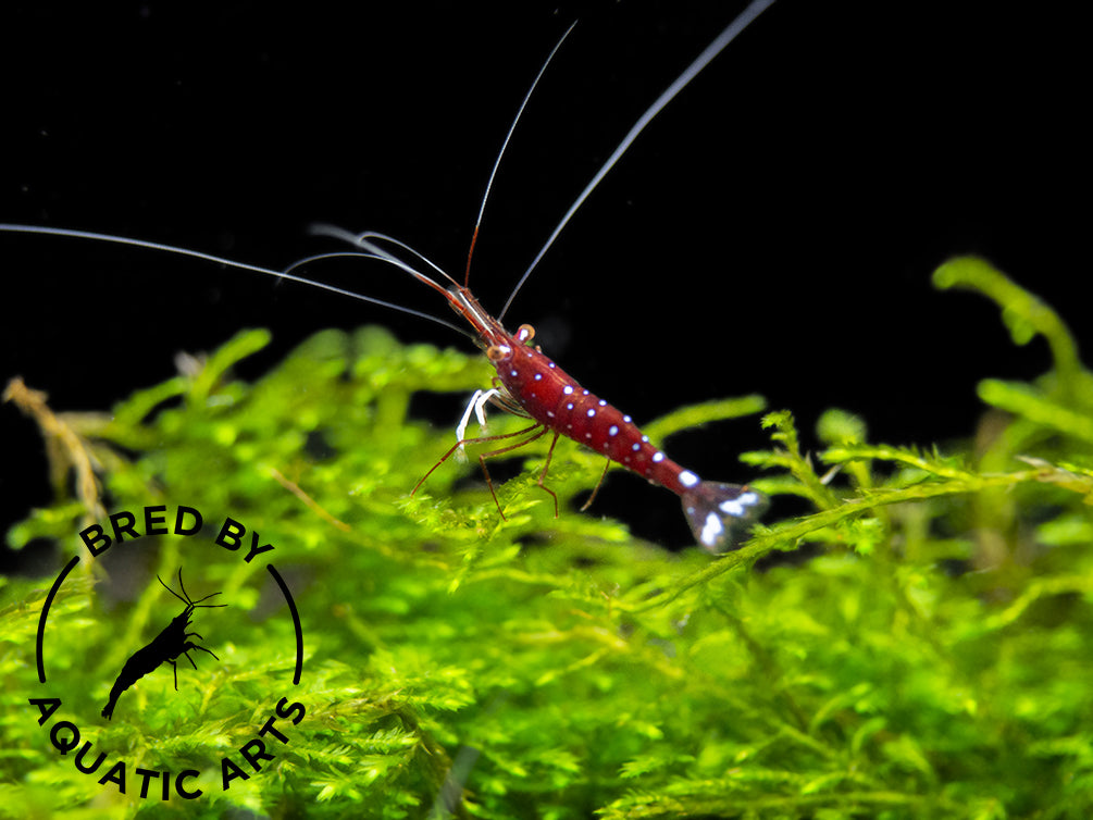 Cardinal Sulawesi Shrimp (Caridina dennerli), BREDBY: AQUATIC ARTS