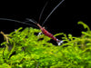 Cardinal Sulawesi Shrimp, BREDBY: Aquatic Arts Combo Box