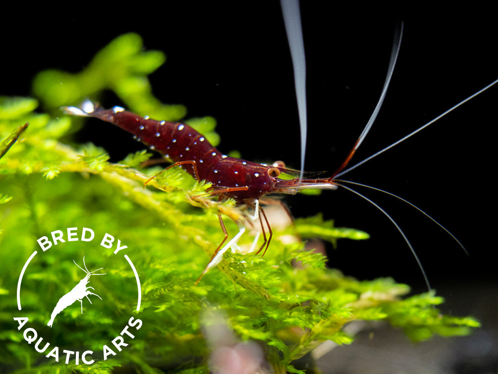 Cardinal Sulawesi Shrimp (Caridina dennerli), BREDBY: AQUATIC ARTS