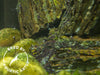 Cardinal Sulawesi Shrimp (Caridina dennerli), BREDBY: AQUATIC ARTS