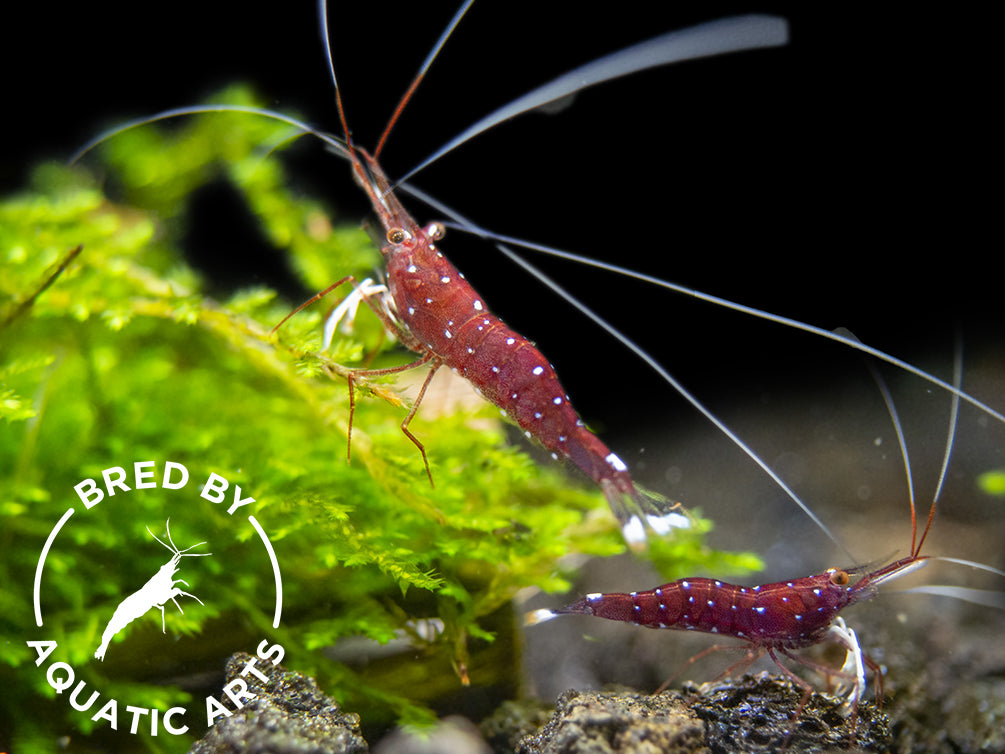 Cardinal Sulawesi Shrimp (Caridina dennerli), BREDBY: AQUATIC ARTS