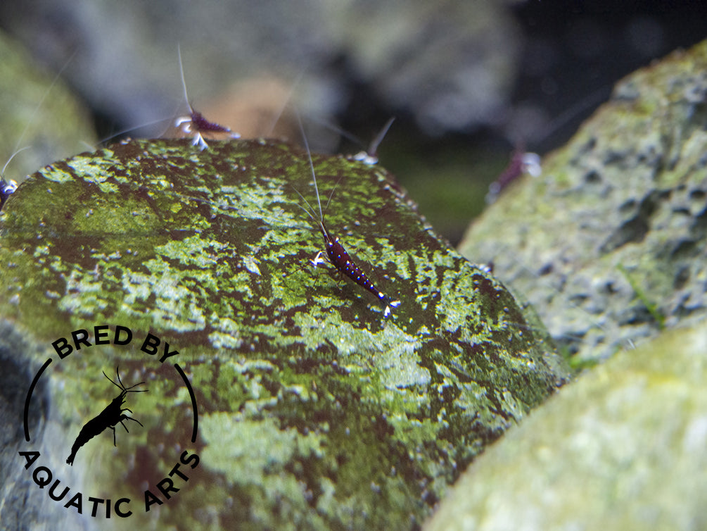 Cardinal Sulawesi Shrimp (Caridina dennerli), BREDBY: AQUATIC ARTS