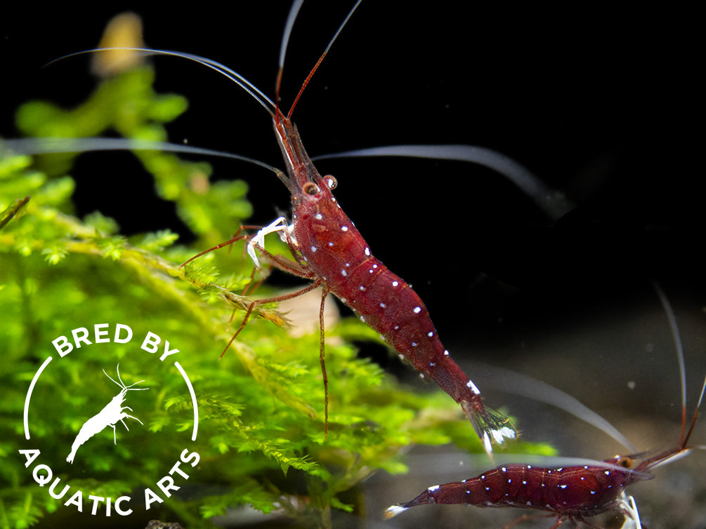 Cardinal Sulawesi Shrimp (Caridina dennerli), BREDBY: AQUATIC ARTS