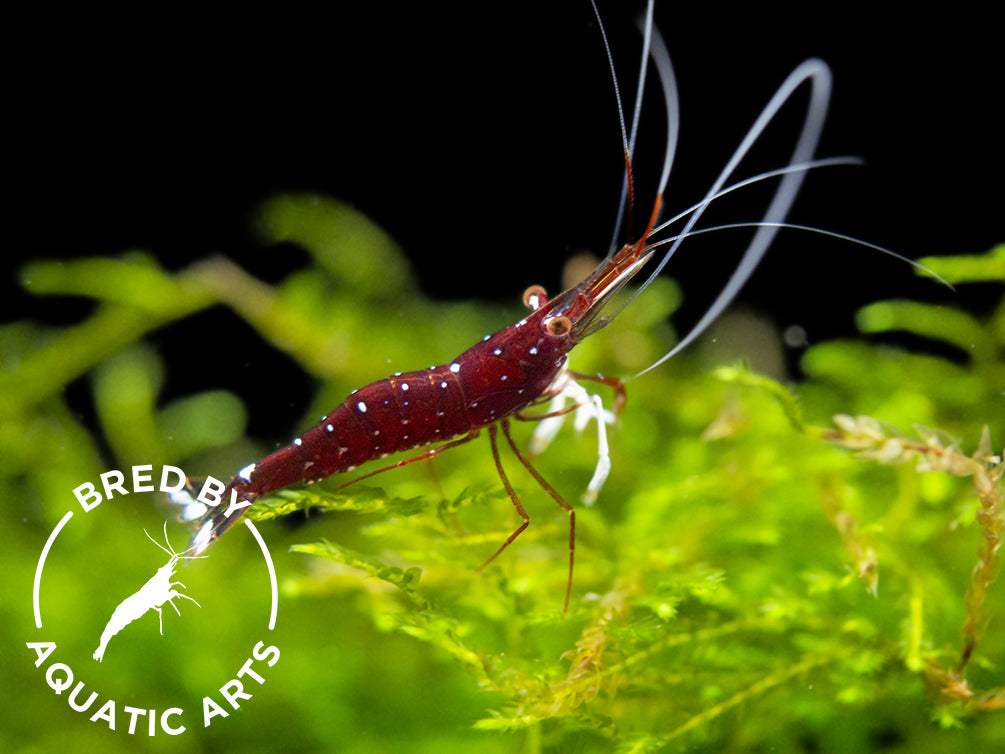 Cardinal Sulawesi Shrimp (Caridina dennerli), BREDBY: AQUATIC ARTS