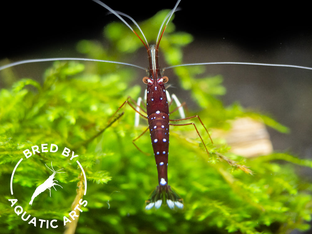 Cardinal Sulawesi Shrimp (Caridina dennerli), BREDBY: AQUATIC ARTS