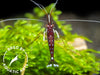 Cardinal Sulawesi Shrimp (Caridina dennerli), BREDBY: AQUATIC ARTS