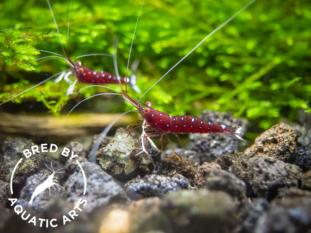 Cardinal Sulawesi Shrimp (Caridina dennerli), BREDBY: AQUATIC ARTS