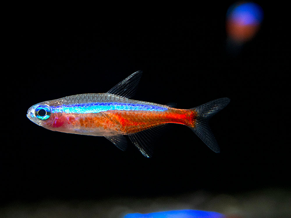 Cardinal Tetra (Paracheirodon axelrodi), Tank-Bred