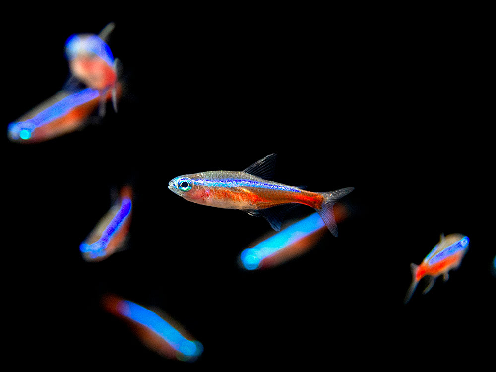 Cardinal Tetra (Paracheirodon axelrodi), Tank-Bred