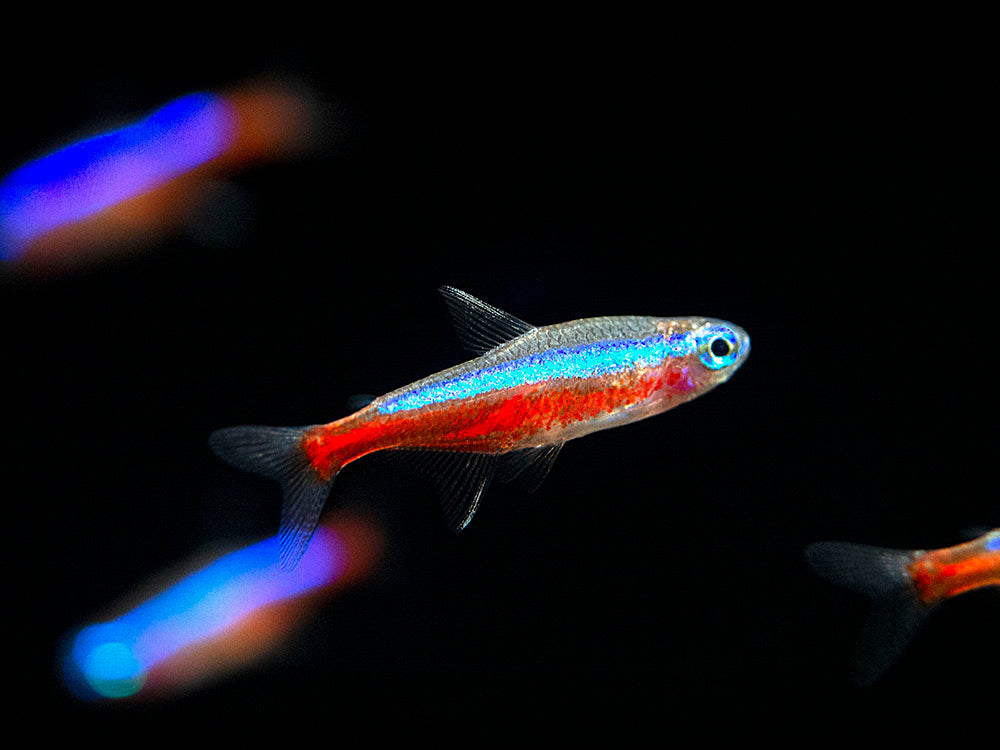 Cardinal Tetra (Paracheirodon axelrodi), Tank-Bred