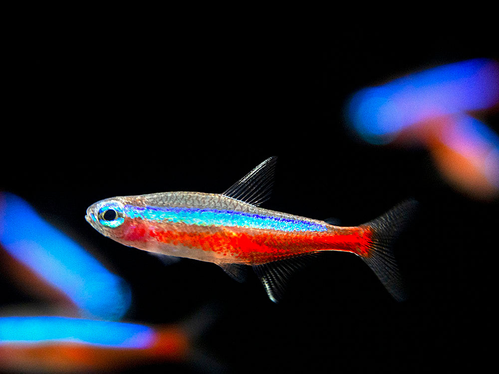 Cardinal Tetra (Paracheirodon axelrodi), Tank-Bred