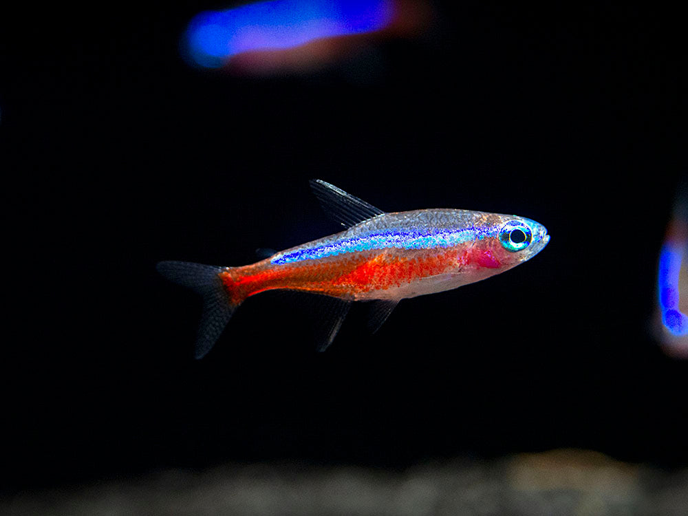 Cardinal Tetra (Paracheirodon axelrodi), Tank-Bred