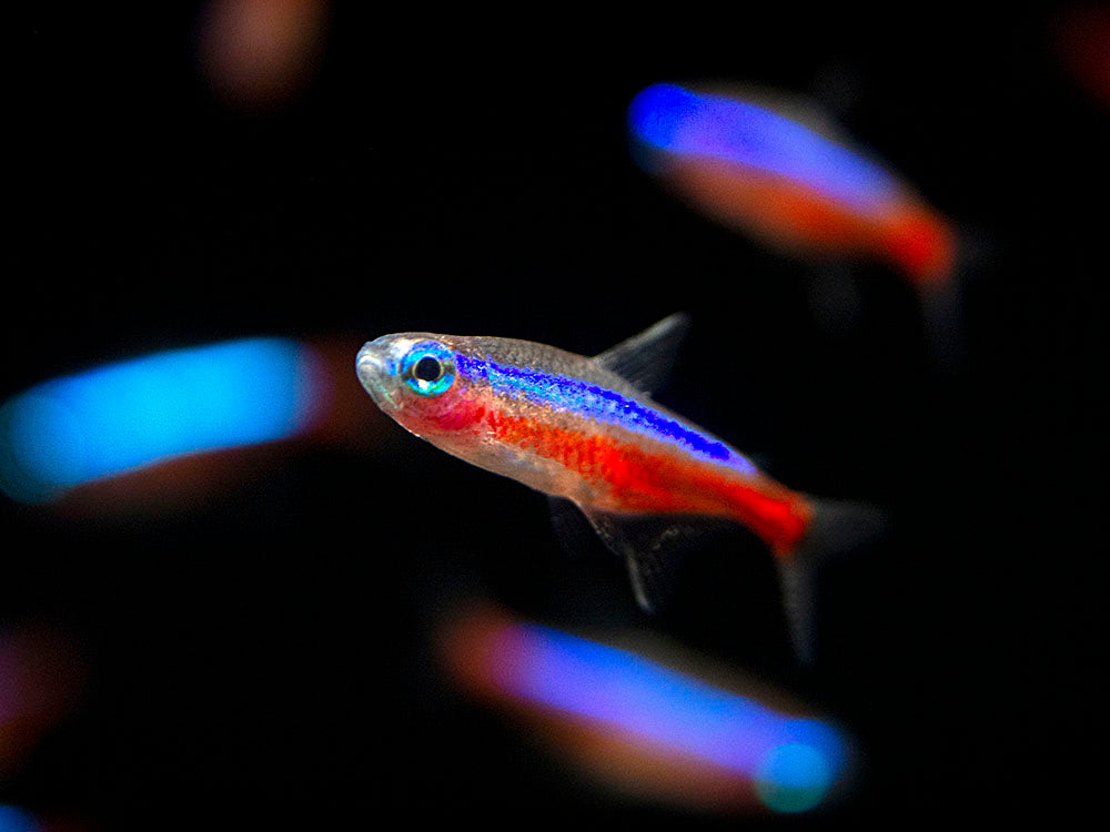 Cardinal Tetra (Paracheirodon axelrodi), Tank-Bred