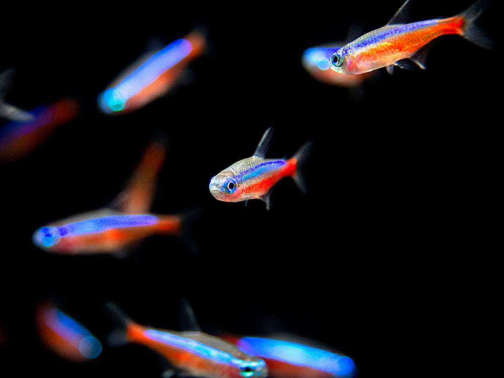 Cardinal Tetra (Paracheirodon axelrodi), Tank-Bred