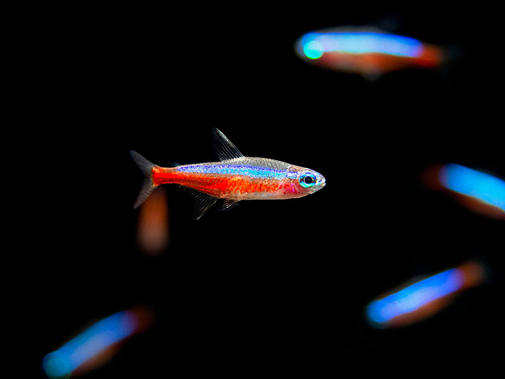 Cardinal Tetra (Paracheirodon axelrodi), Tank-Bred