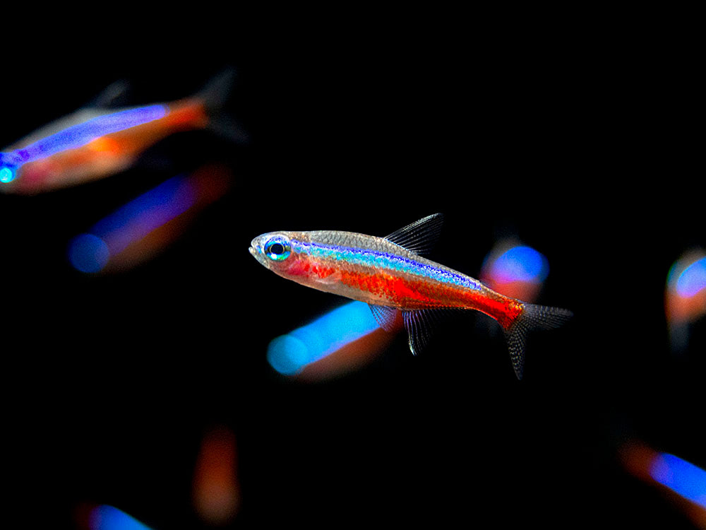 Cardinal Tetra (Paracheirodon axelrodi), Tank-Bred