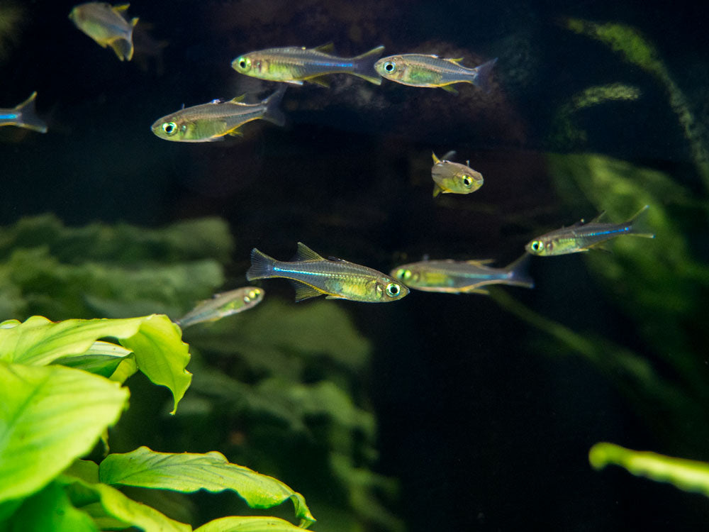 Celebes Rainbowfish (Marosatherina ladigesi), Tank-Bred